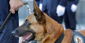 Diesel, il cane poliziotto ucciso dai terroristi