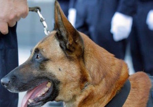 Diesel, il cane poliziotto ucciso dai terroristi
