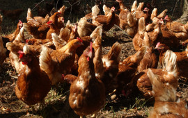 Casi di influenza aviaria negli allevamenti di polli in Francia