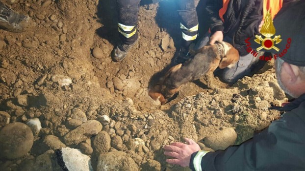 I Vigili del Fuoco di Petrazzi sono riusciti a salvare i due cani