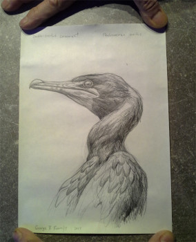 Il disegno del cormorano arrivato intatto
