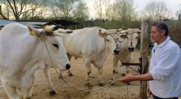 I bovi della Valdichiana pronti a partire per lo Scoppio del Carro 2016