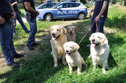 I quattro cani Golden Retriever salvati dalla Polizia in Arno