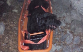Il cane salvato dai Vigili del Fuoco a Canale Barra sul monte Pania Secca