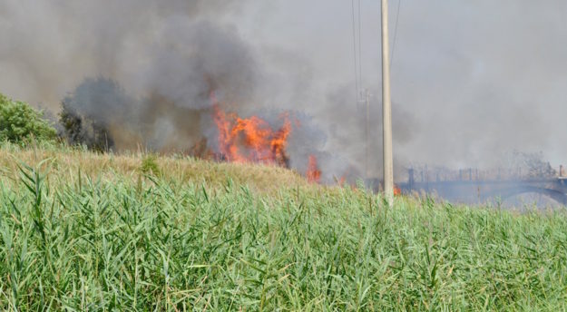Un incendio sta attaccando la vegetazione sulla via Castiglionese a Grosseto 