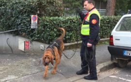 Uno dei cani molecolari dei Carabinieri sulle tracce della ragazza scomparsa