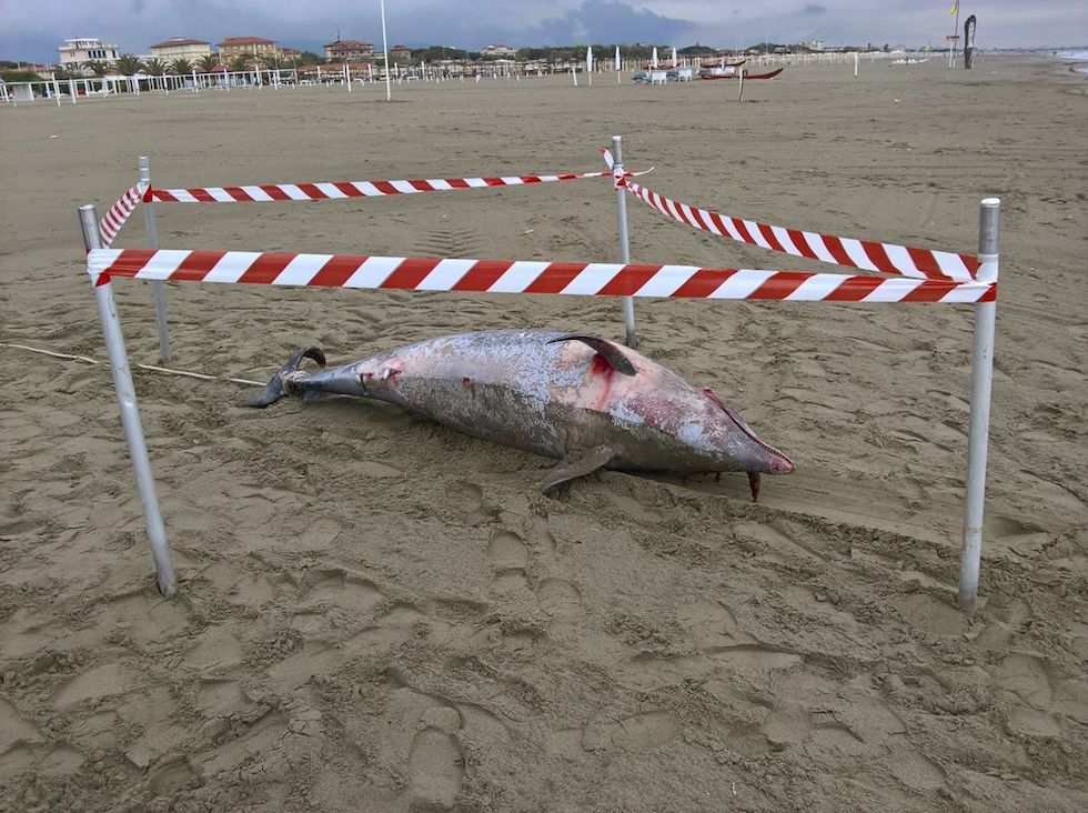 La carcassa del delfino spiaggiata davanti al Bagno Liù a Marina di Pietrasanta