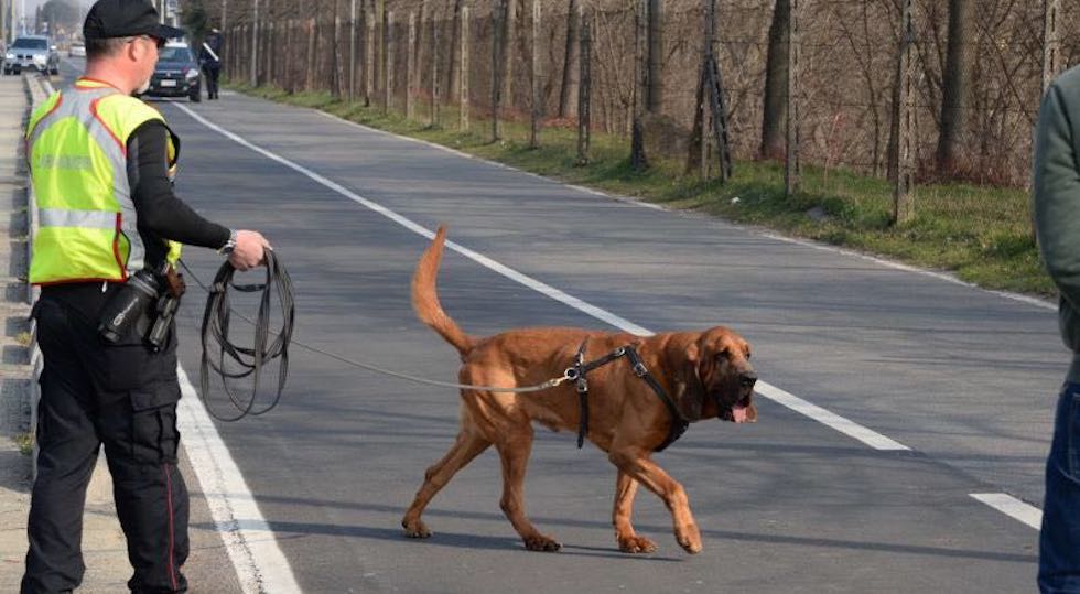 Un cane molecolare dei Carabinieri sulle tracce di una persona scomparsa 