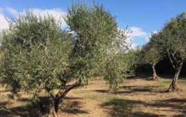 Alberi di olivi nella campagna toscana