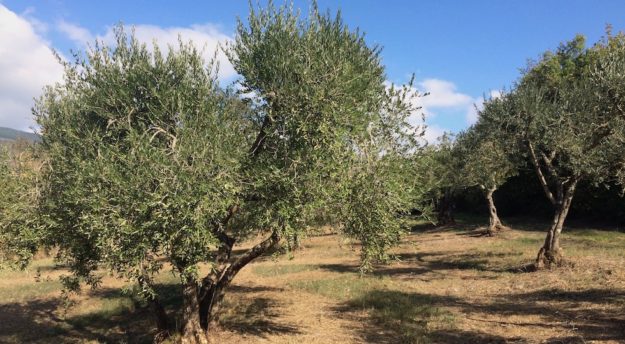 Alberi di olivi nella campagna toscana 