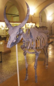 Un esemplare di Leptobos ricostruito al museo di Leptobos ricostruito al Museo di Paleontologia di Firenze (foto da Wikipedia)