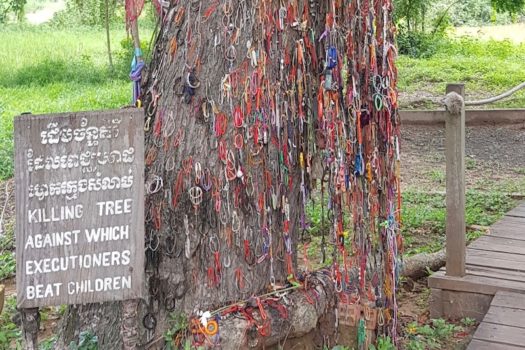 Uno degli alberi dove venivano uccisi bambini e neonati sbattendoli contro i tronchi