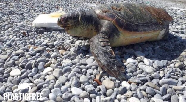 La triste immagine di una tartaruga marina  morta su un litorale (foto da Facebook Plasticfree) 